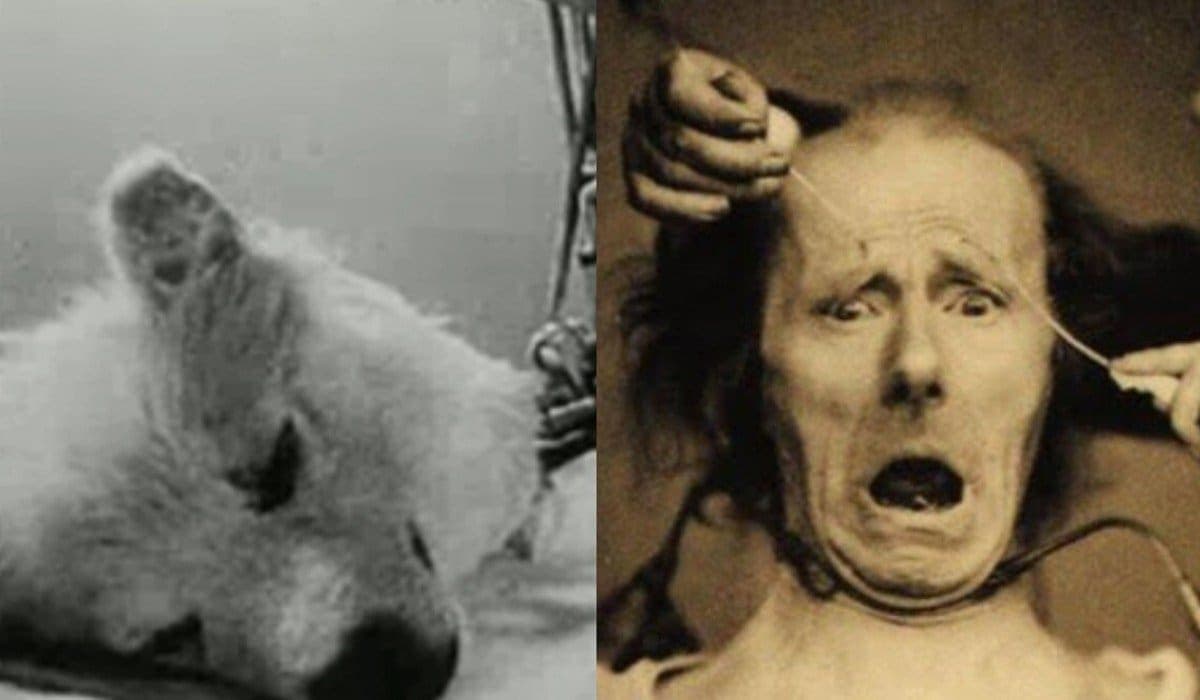 Un perro zombie y reducción de cabezas: unos de los cinco experimentos más horripilantes de la historia