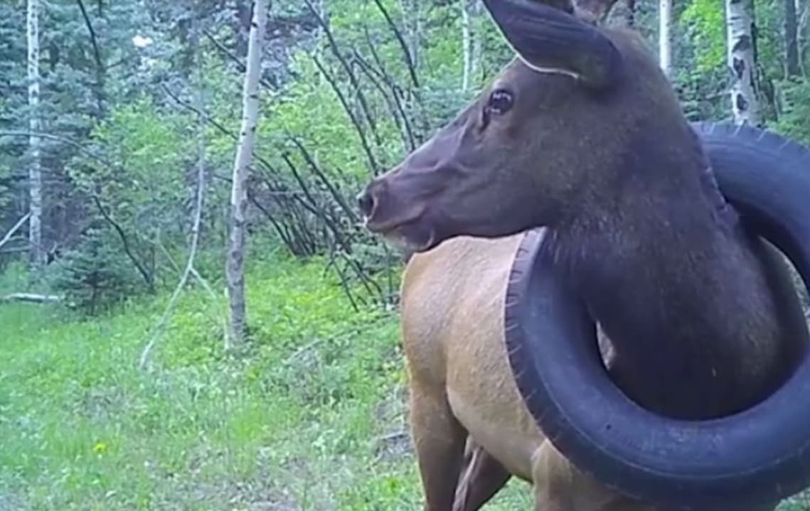 Alce pasó 2 años con un neumático atorado en el cuello y se vuelve viral