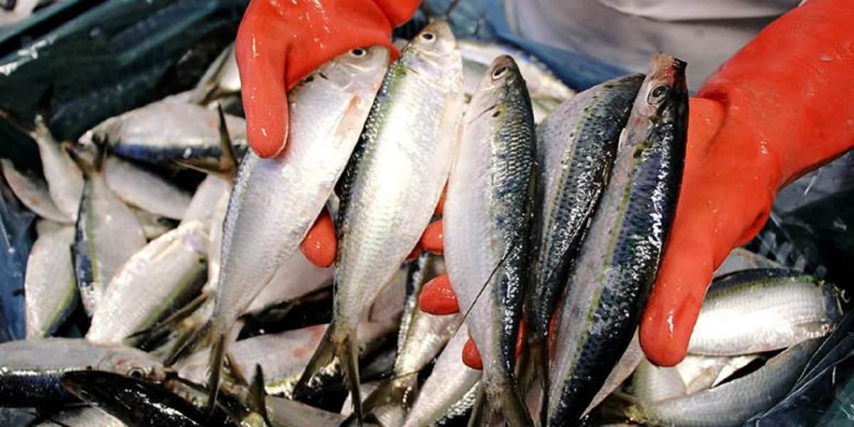 ¿Consumes pescados y mariscos de calidad? Conoce las reglas que cumple un buen producto