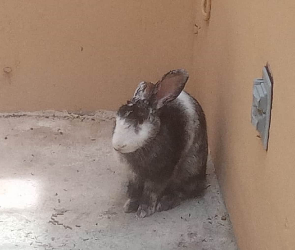 ESTABA EN LOS HUESOS: Vecina salva a conejita en Playa del Carmen y denuncia presunto maltrato animal