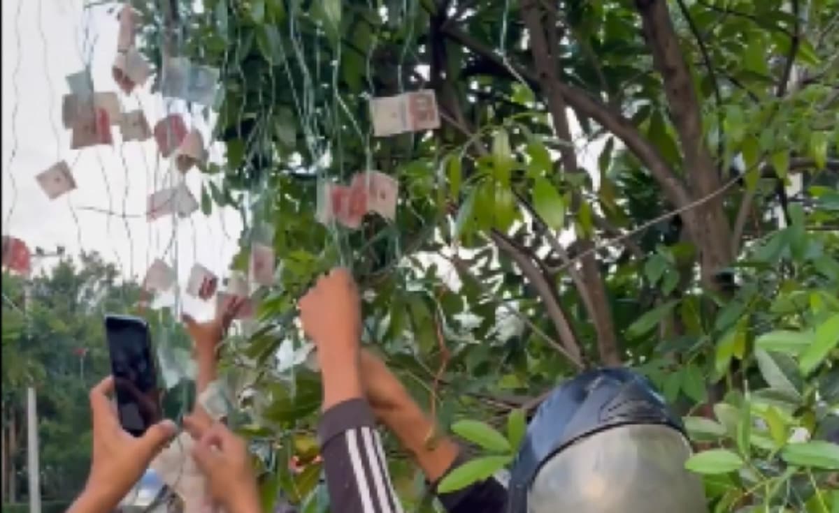 VIDEO: Aparece un 'árbol de billetes' y se pelean por arrancarlos