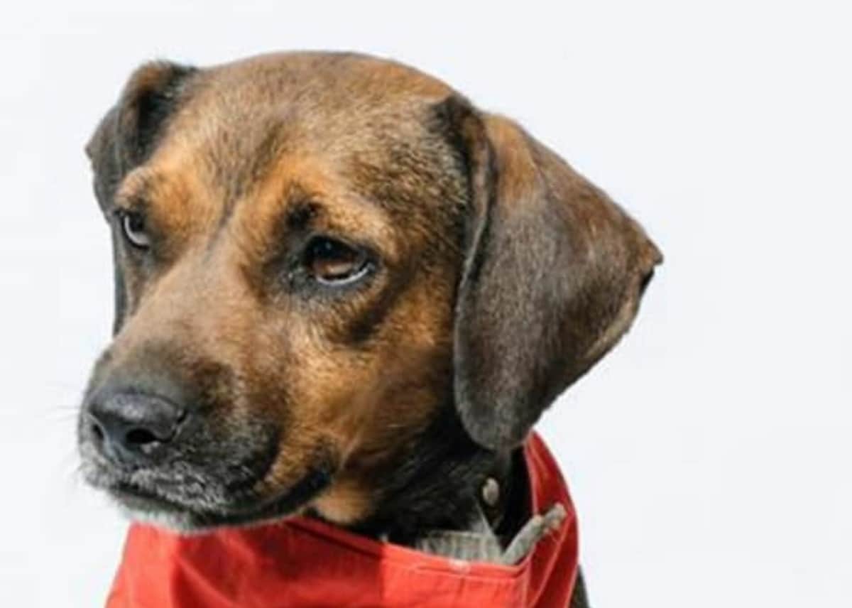 Familia deja a perrito bañado y perfumado porque 'se arrepintieron de adoptarlo'