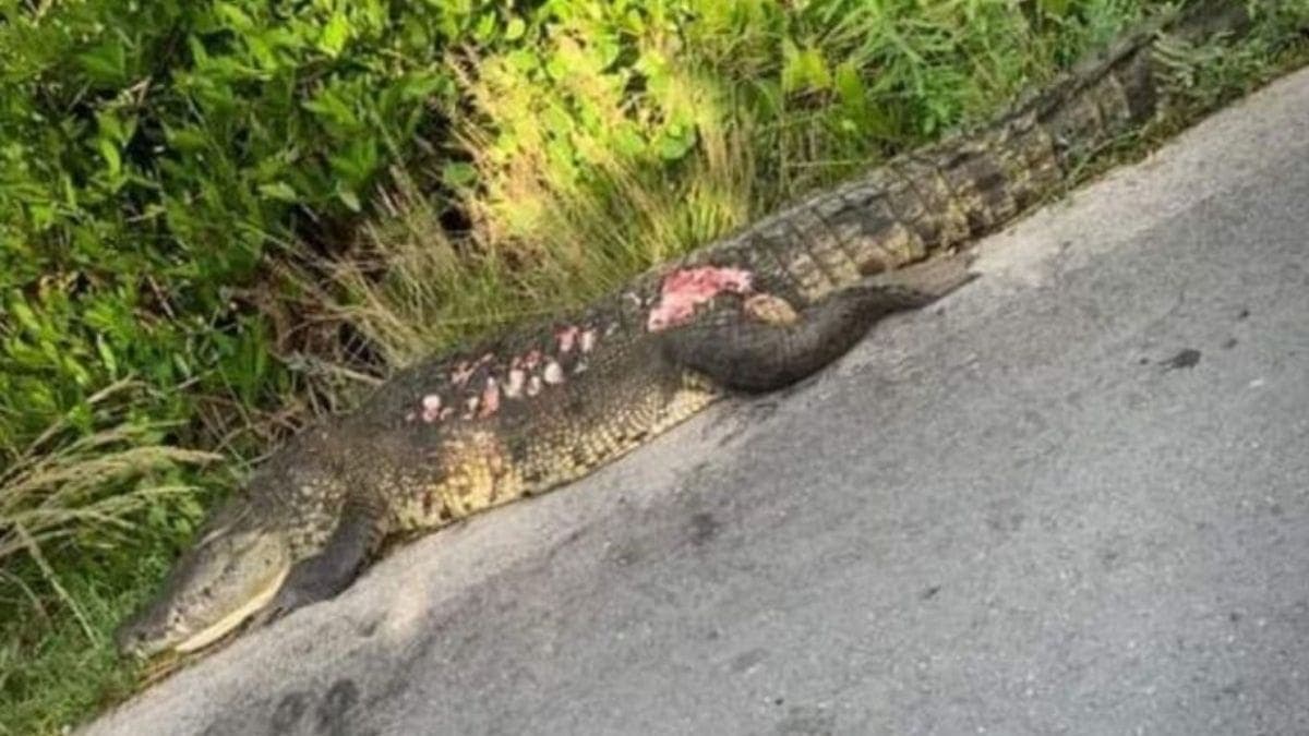 Camión de carga atropella y mata a cocodrilo en Santa Clara, Yucatán