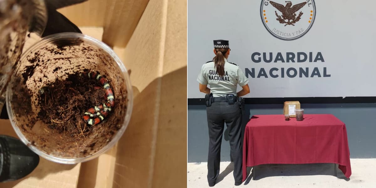 Rescatan a dos serpientes 'falso coralillo' en el aeropuerto de Cancún