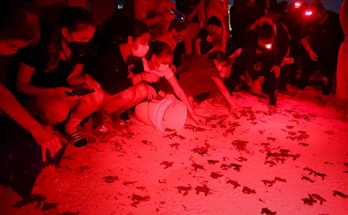 Comprometido gobierno de Benito Juárez con la protección a la tortuga marina