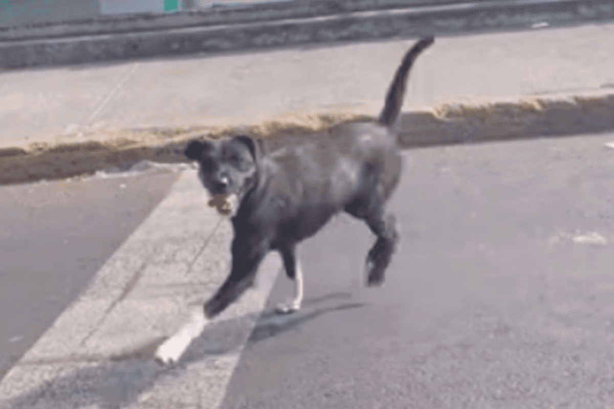 Viral: Conductor abandona a perrito en CDMX y causa indignación en redes sociales