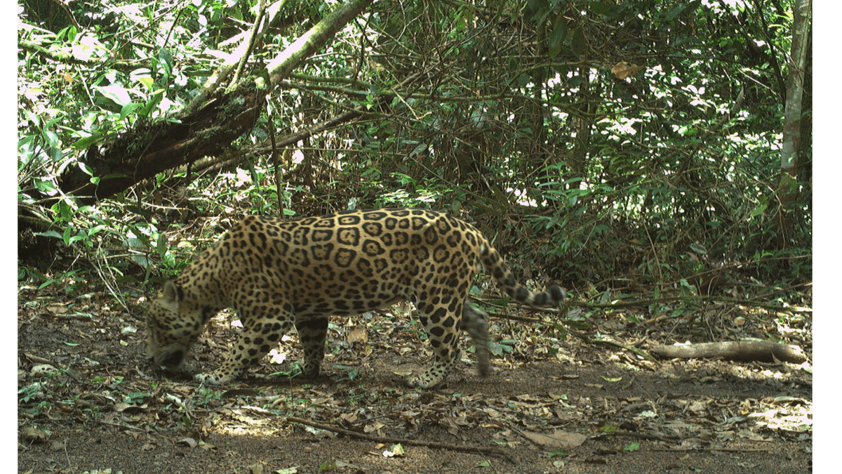 Selva maya es el segundo lugar donde habitan más jaguares