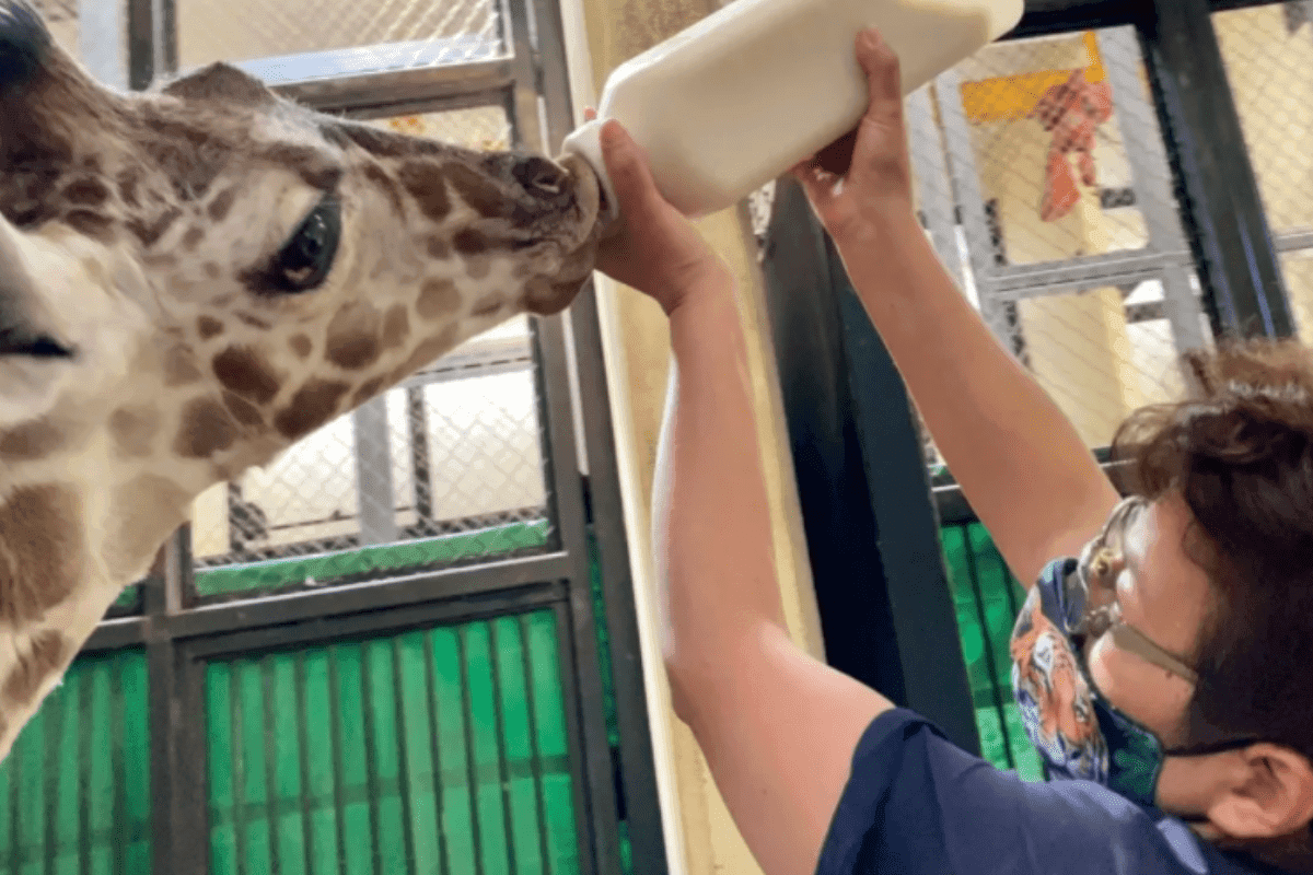 Logran primera crianza artificial de jirafa en el Zoológico de San Juan de Aragón