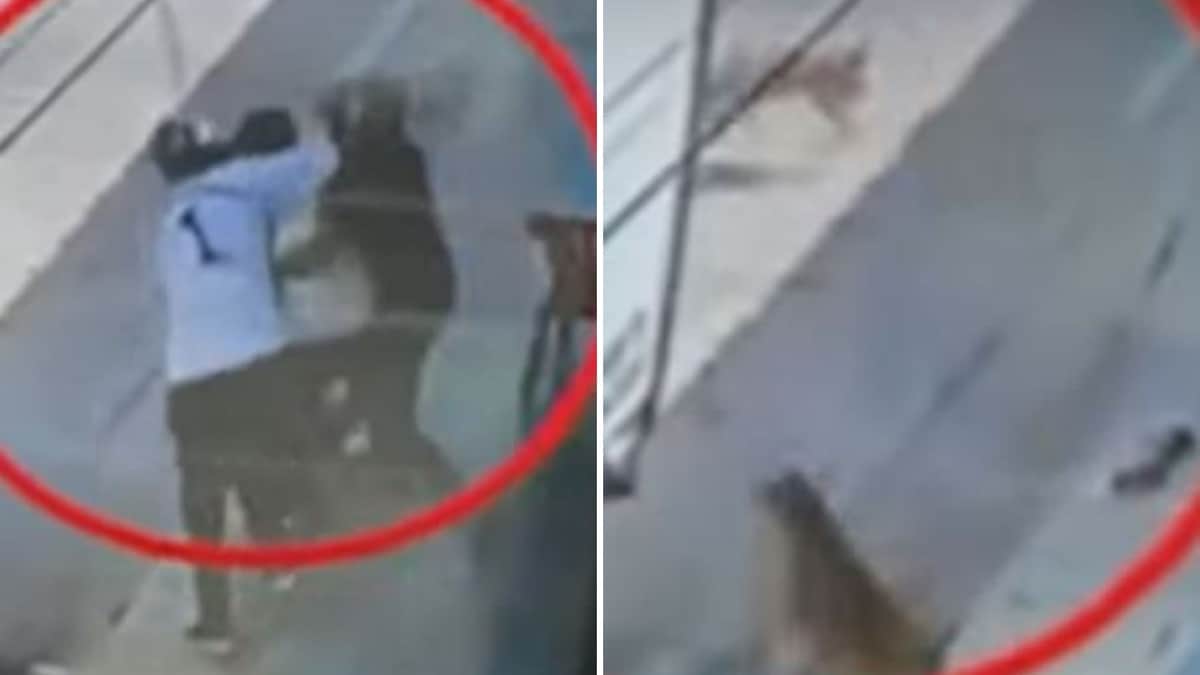 VIDEO: Lomitos callejeros salvan a comerciante de sus secuestradores y se viralizan