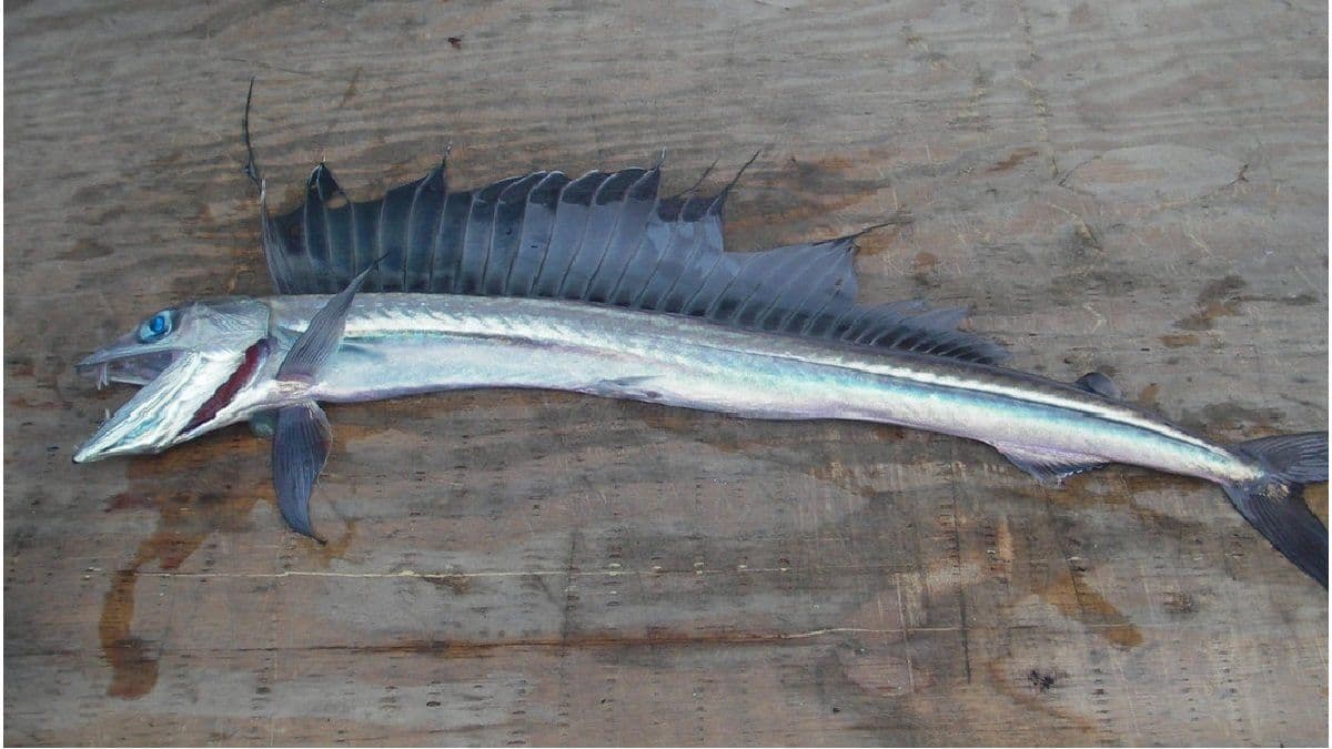 Encuentran raro pez de la 'zona crepuscular' en California tras extraño temblor