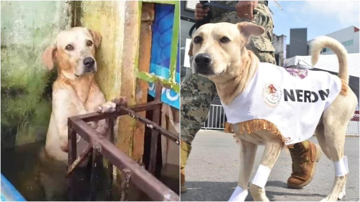 Perrito rescatado en inundaciones de Tabasco ahora desfila como miembro de SEMAR