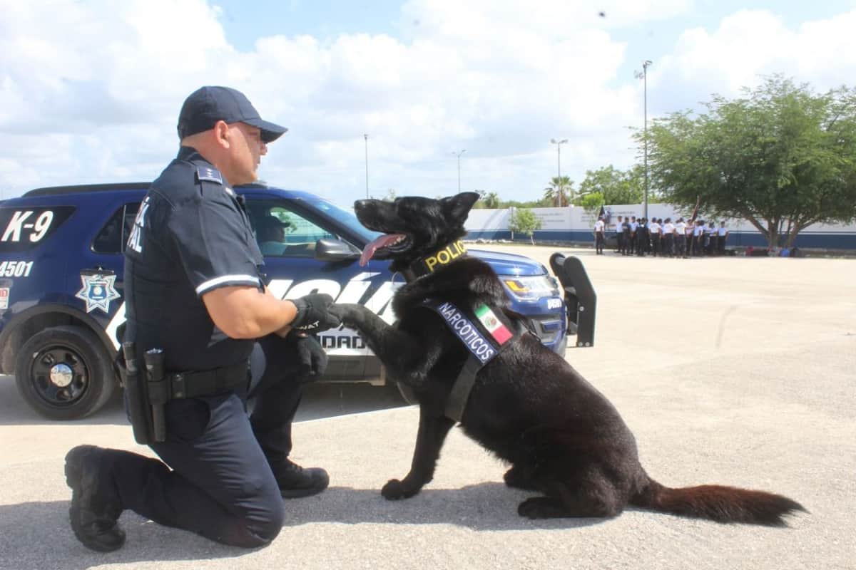 Perritos listos: unidad canina de Playa del Carmen olfatea droga en paquetería