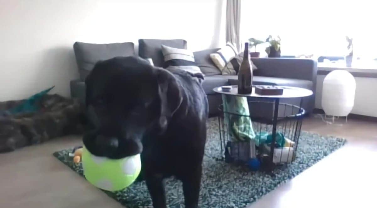 'Teléfono para perros' ayuda a mascotas a comunicarse con sus dueños