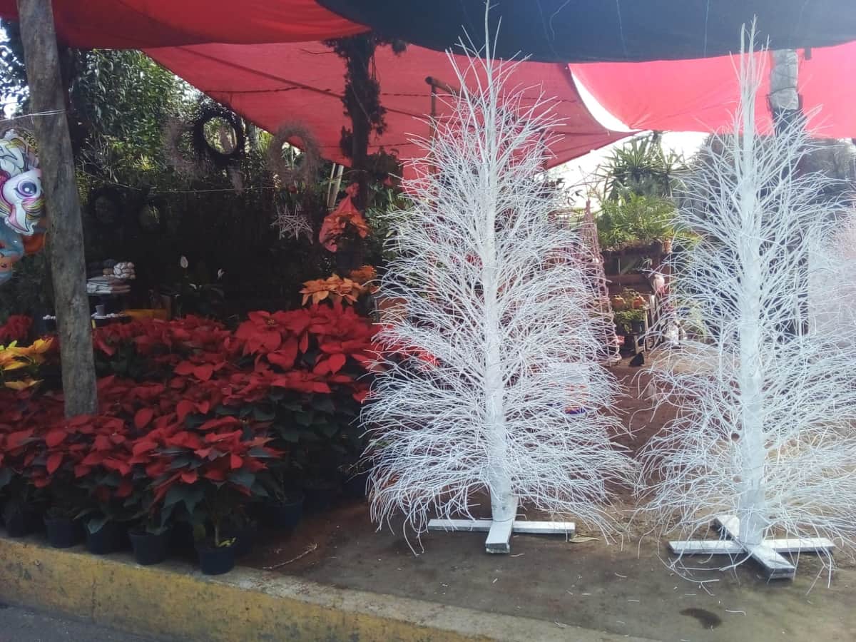 Arbolitos de Navidad naturales pueden durar más de un año