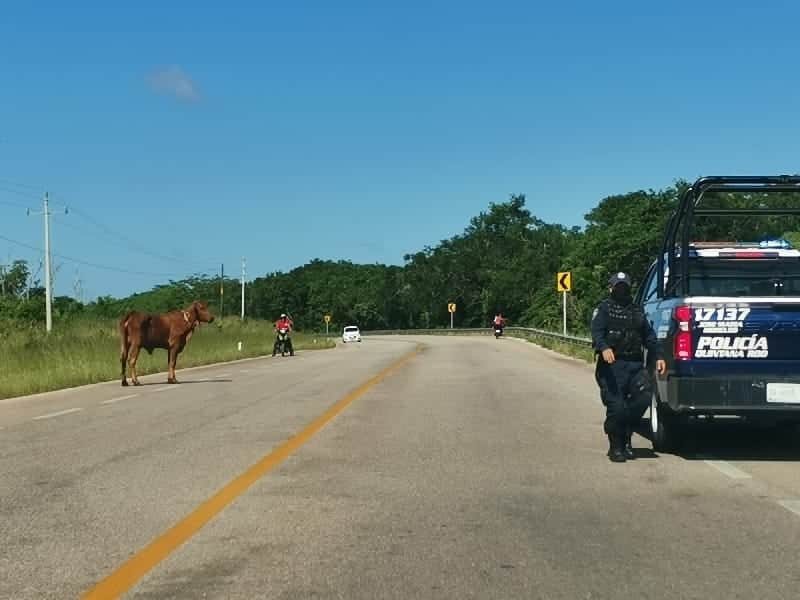 Toro suelto ‘corretea’ coches en carretera José María Morelos-La Presumida