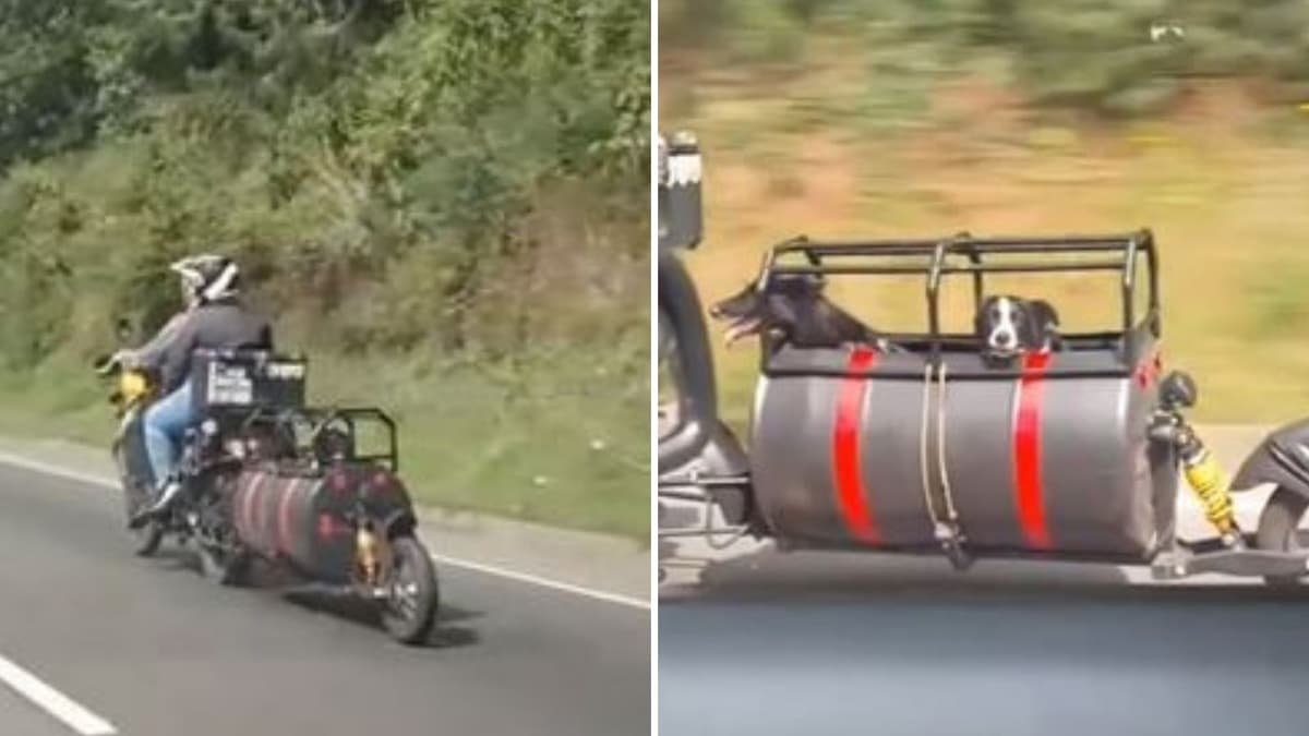¡Siempre presentes! Pareja adapta su moto para que sus dos perritos vayan con ellos