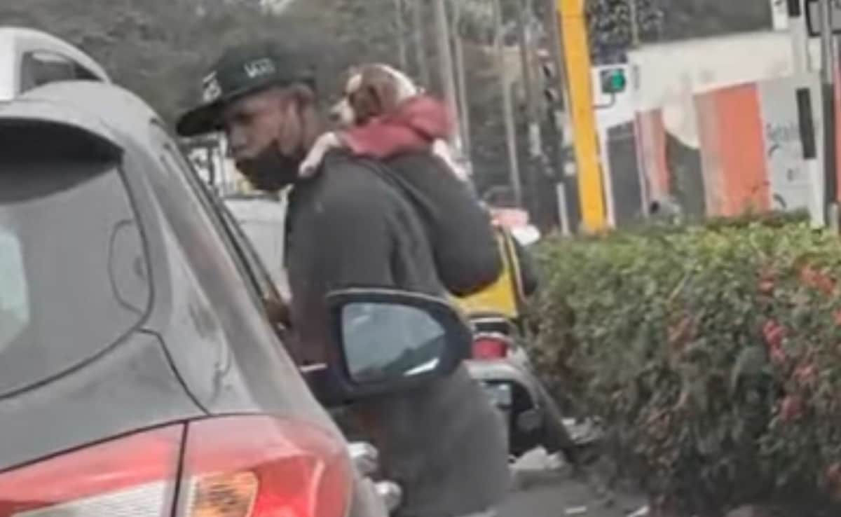 VIDEO: ¡Su fiel compañero! Joven carga a su perrito en la espalda mientras limpia vidrios