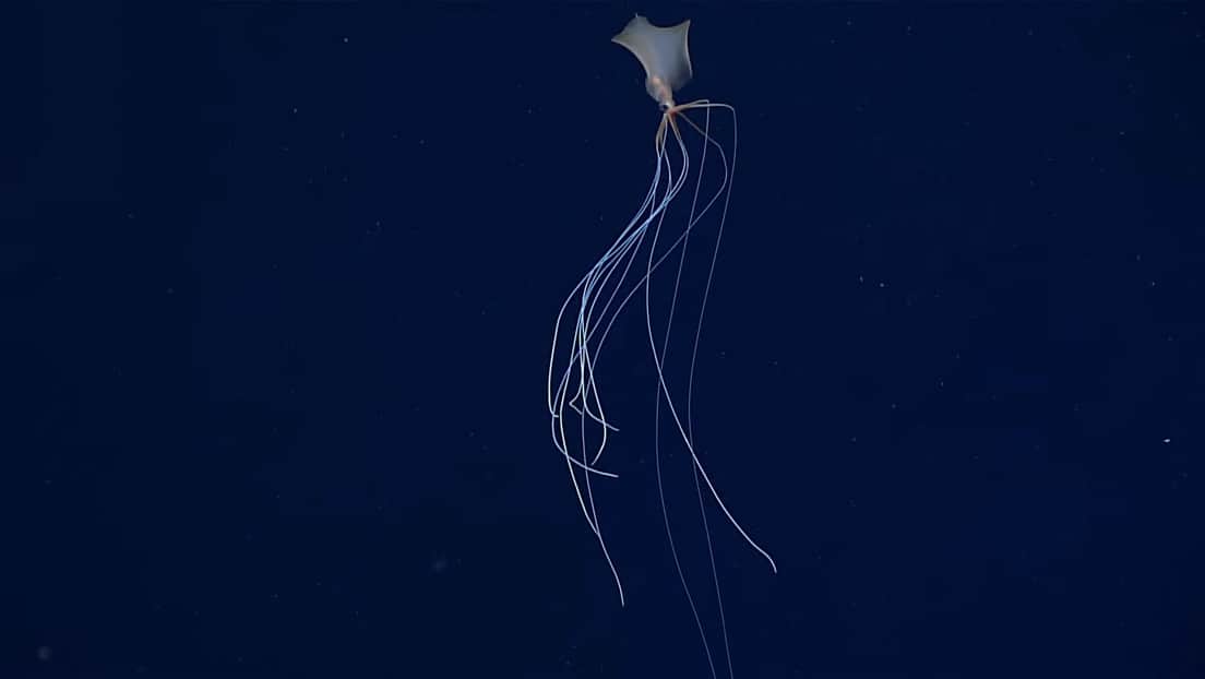 Encuentran un "fantasmal" calamar de aguas profundas bajo la superficie del océano