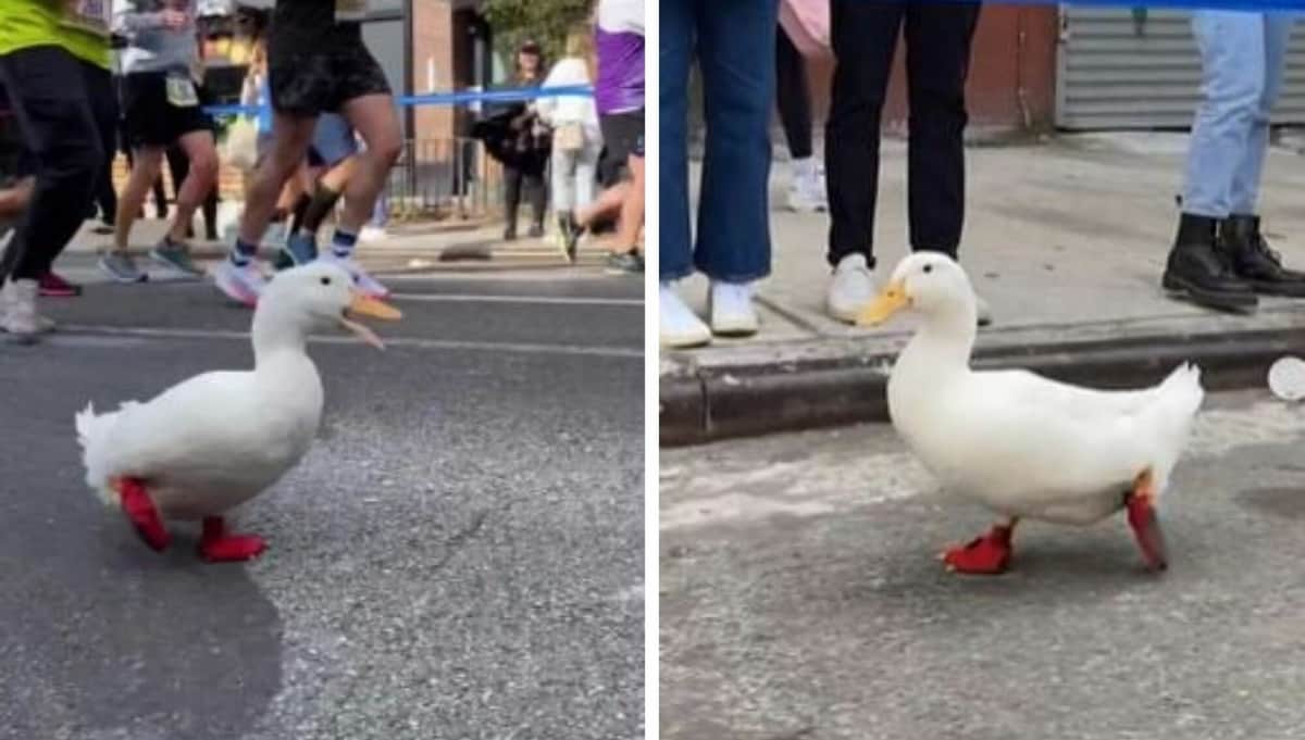 ¡Con unos zapatitos! Este adorable patito también corrió en el Maratón de Nueva York