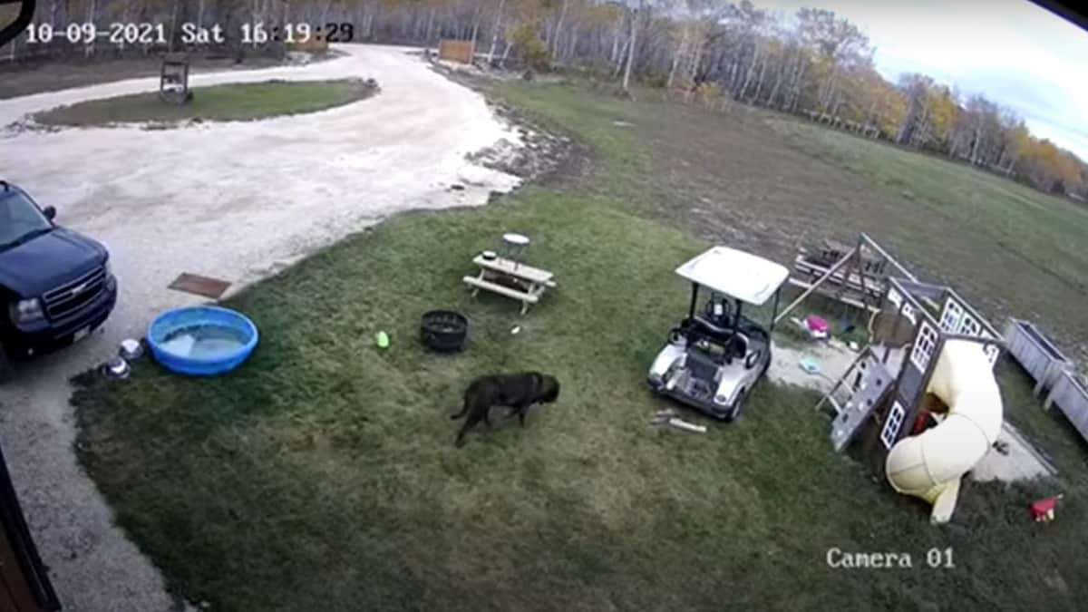 VIDEO: Perrito se roba carrito de golf, lo estrella y se aleja como si nada