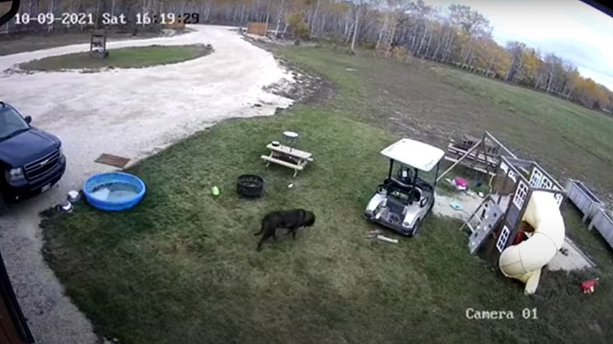 VIDEO: Perrito se roba carrito de golf, lo estrella y se aleja como si nada