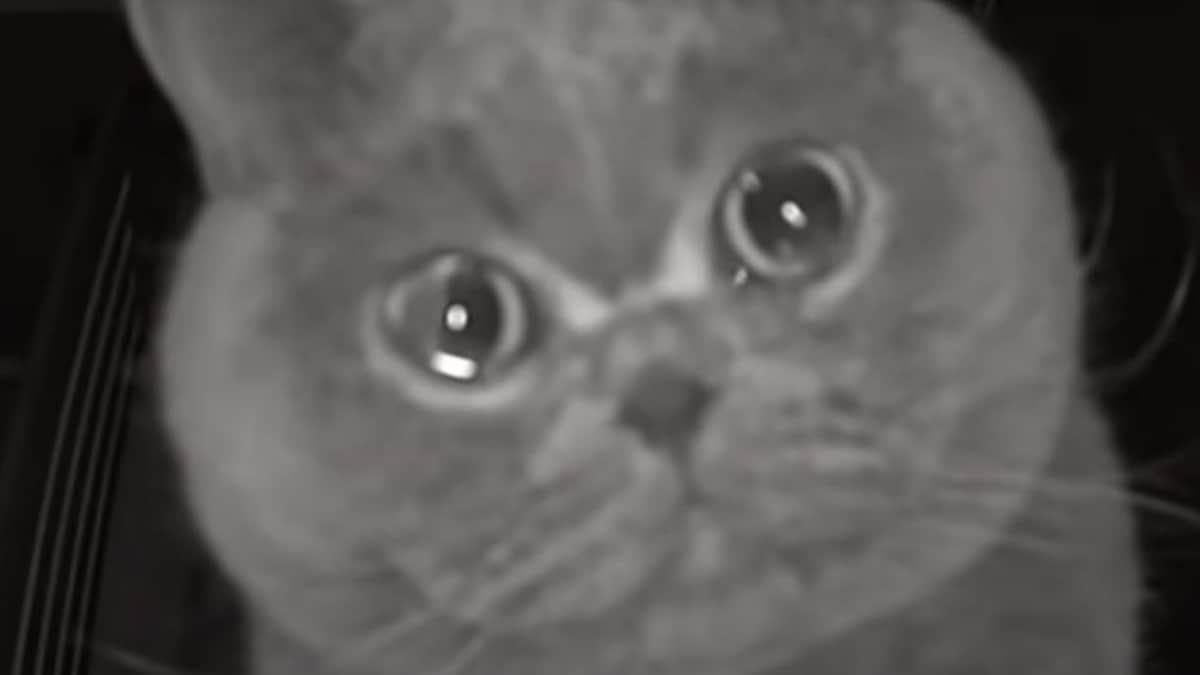 VIDEO: Gatito llora al quedarse solo en casa y escuchar a su dueña por la cámara