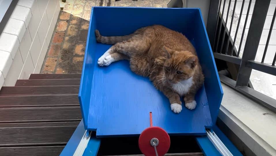 VIDEO: Youtuber construye un elevador para su gatito de 20 años y se vuelve viral