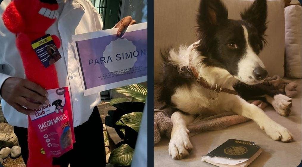 Repone SRE pasaporte que se comió perrita y hasta le mandaron regalos