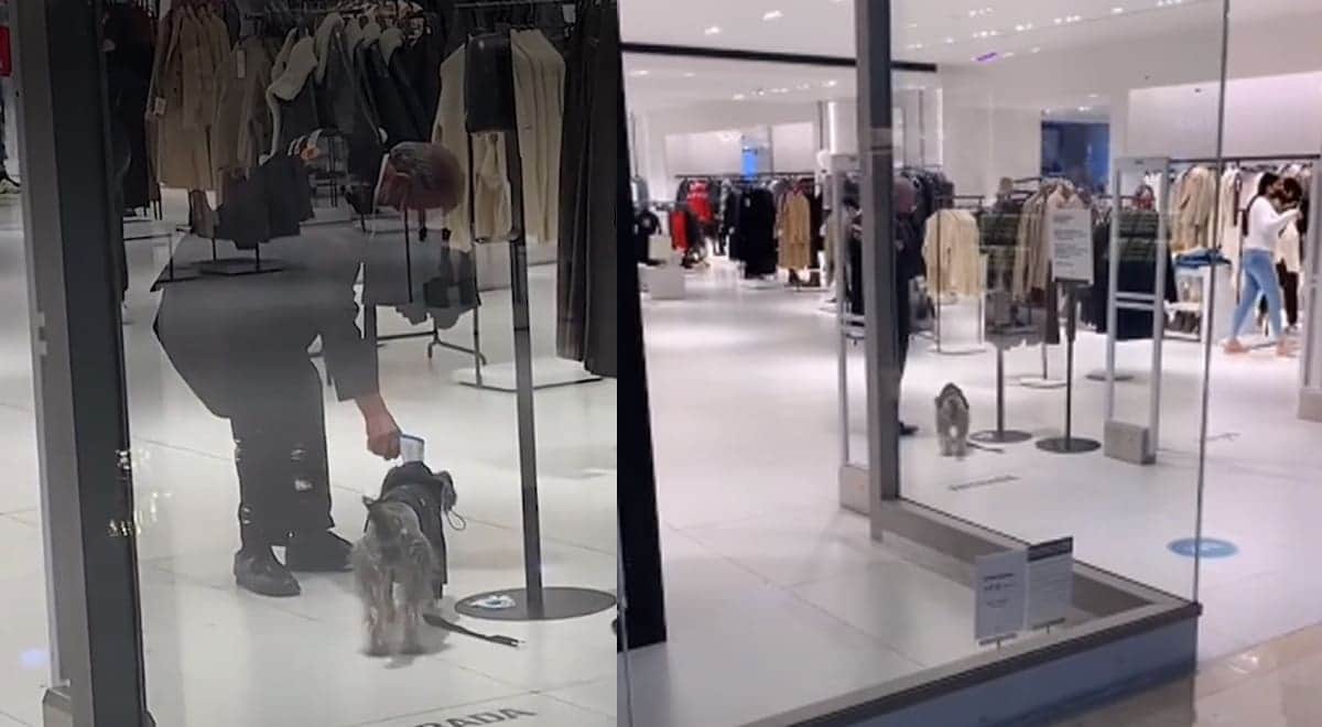 VIDEO: Perrito quiere entrar a Zara y vigilante le toma la temperatura