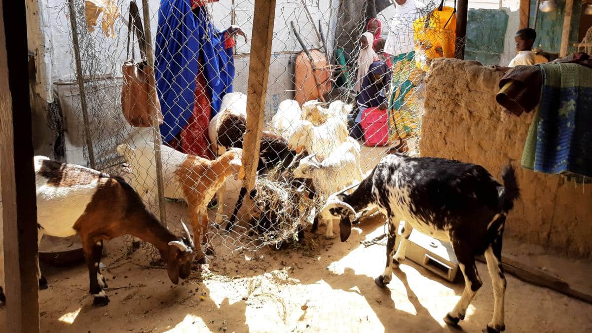¿Qué? Cabra da a luz a cría con cara de humano