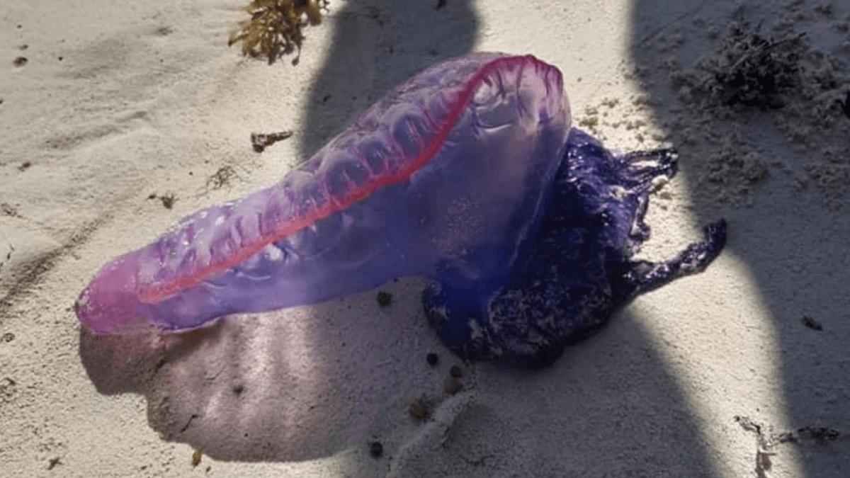 ¡ALERTA! Aguamalas pican hasta 25 personas a diario en Playa del Carmen