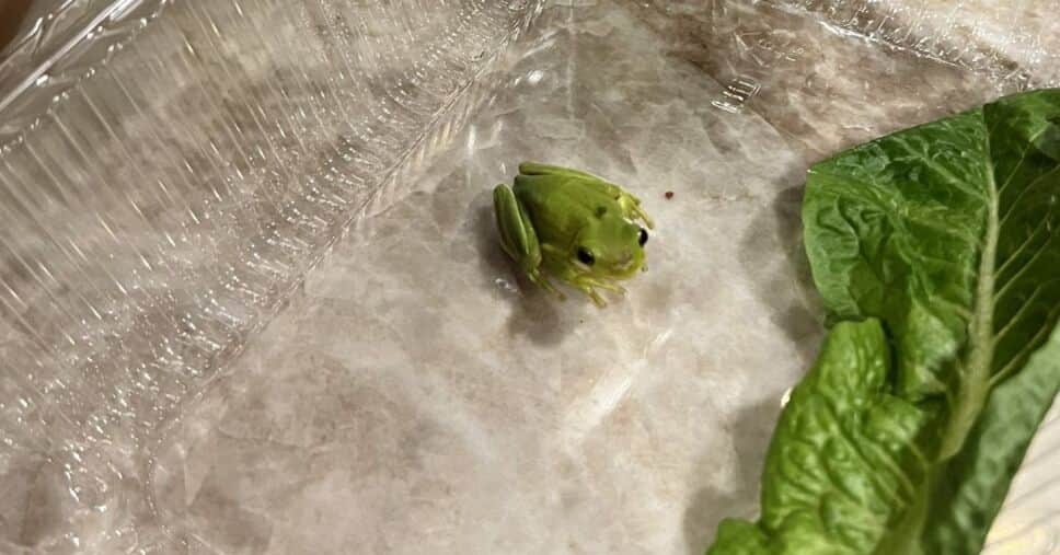 VIDEO: Encuentra una rana en su ensalada y la adopta como su mascota