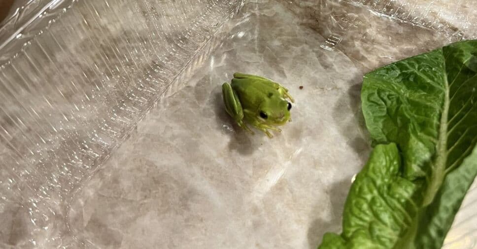 VIDEO: Encuentra una rana en su ensalada y la adopta como su mascota