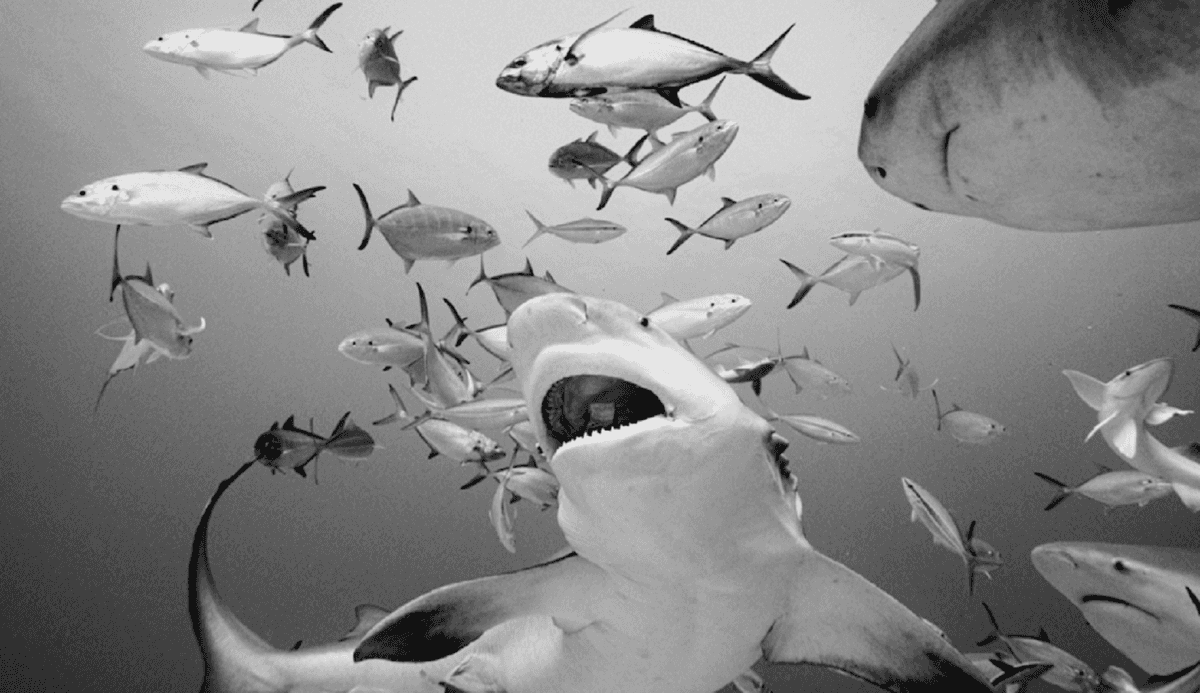 En Playa del Carmen es posible adoptar tiburones toro