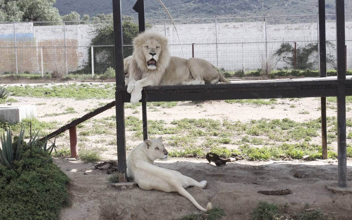 Por 'negligencia', un león blanco come a su cría recién nacida en zoológico de Hidalgo