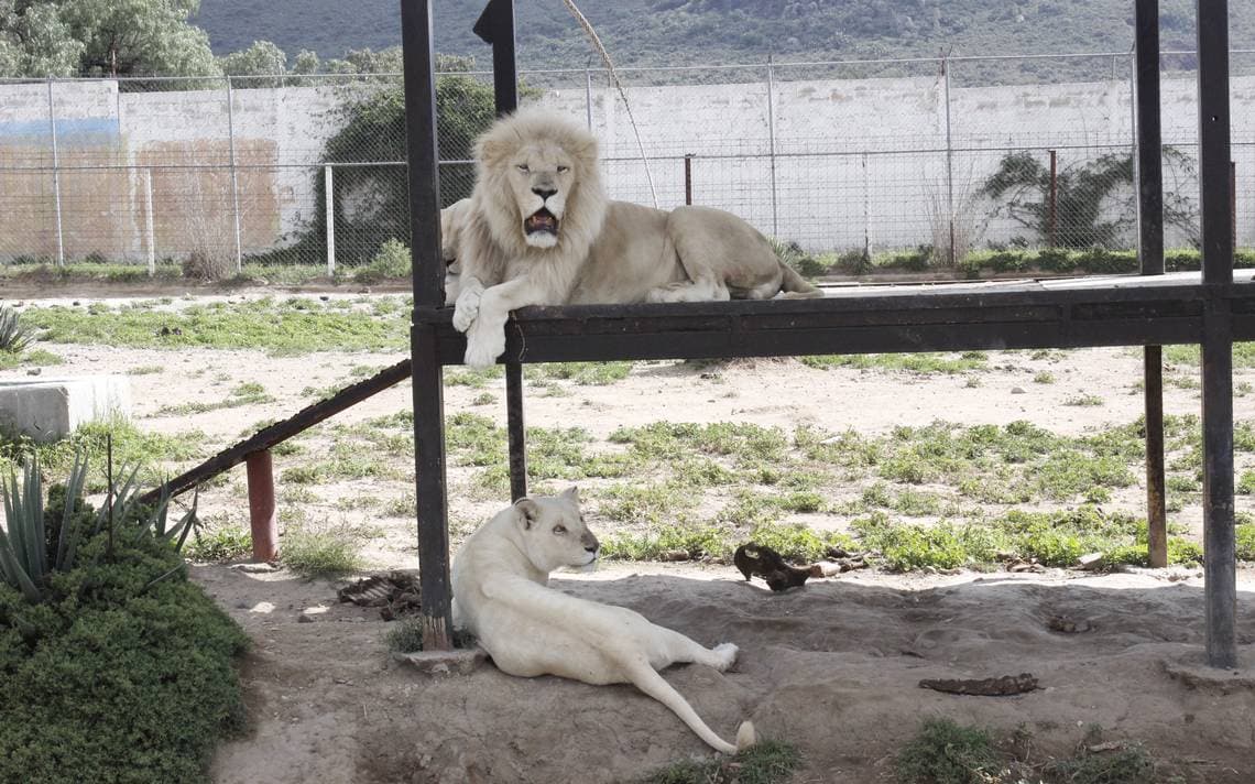 Por 'negligencia', un león blanco come a su cría recién nacida en zoológico de Hidalgo