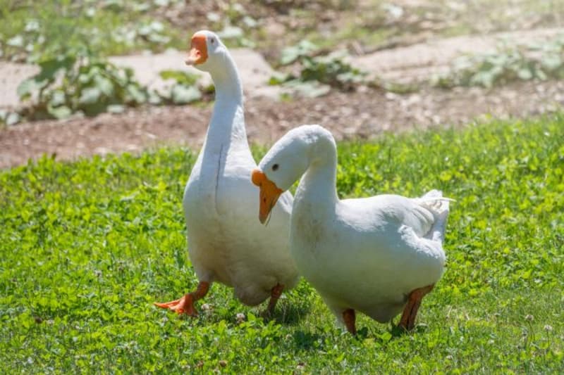 Las lágrimas de un ganso separado de su amiga conmueven a las redes sociales