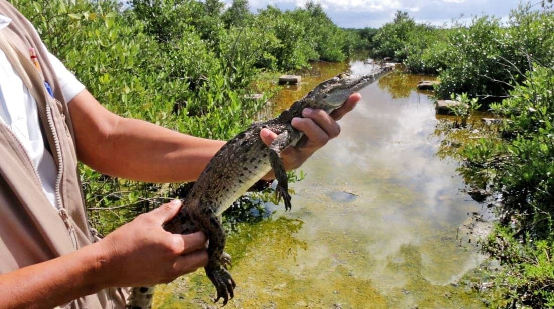 Rescatan a cría de cocodrilo de unidad deportiva en Cozumel