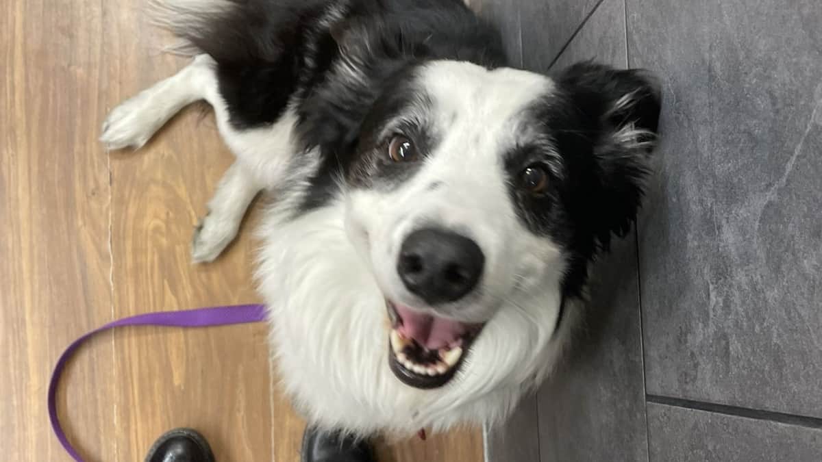 Pasajera denuncia que Aeroméxico perdió a su perrito