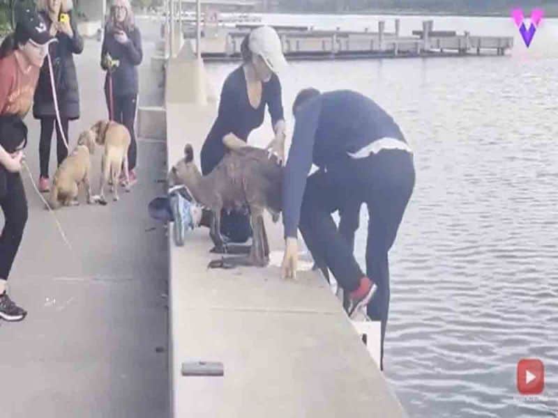 VIDEO: Hombre salva a un canguro de morir ahogado en un lago de Australia
