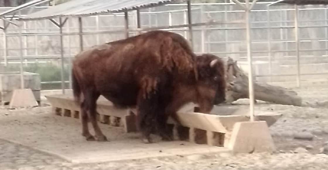 Muere “La Diabla”, la bisonte del zoológico de Chapultepec