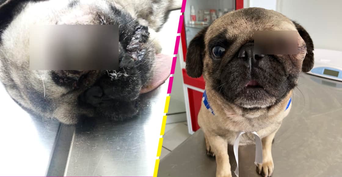 Veterinario opera gratis y consigue familia a un perrito que le llevaron para dormirlo