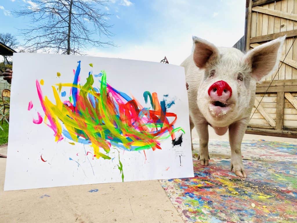 “Pigcasso”, la artista animal mas cotizada de la historia