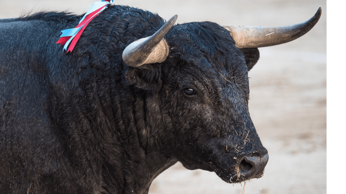 Violan la ley en Quintana Roo con corrida de toros: matan a caballo al cornearlo