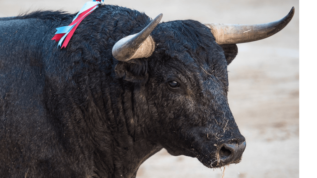 Violan la ley en Quintana Roo con corrida de toros: matan a caballo al cornearlo