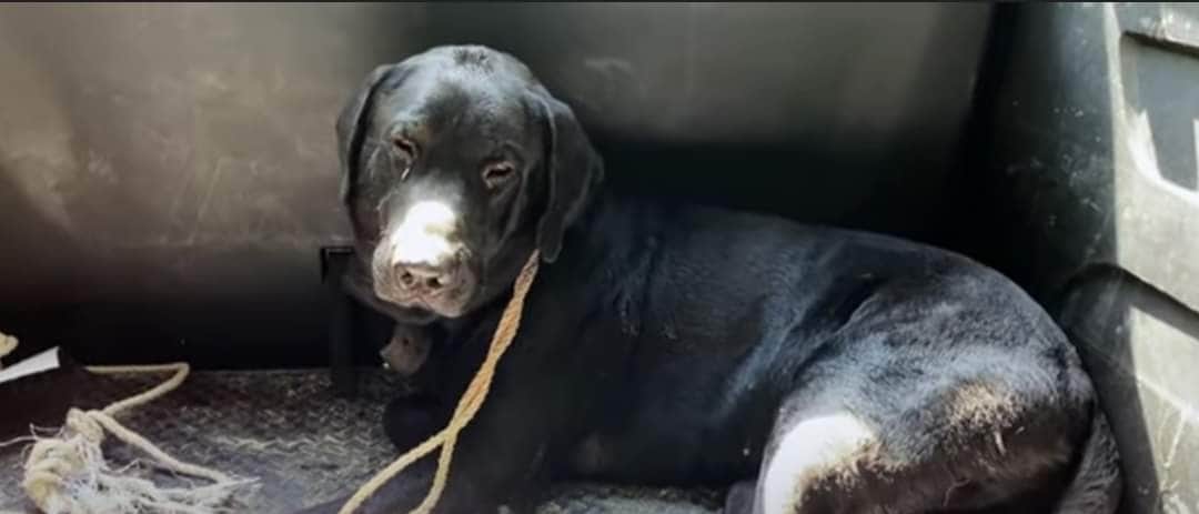 Jaguar y perrito pelean y caen en fosa en Mahahual, salen siendo compas