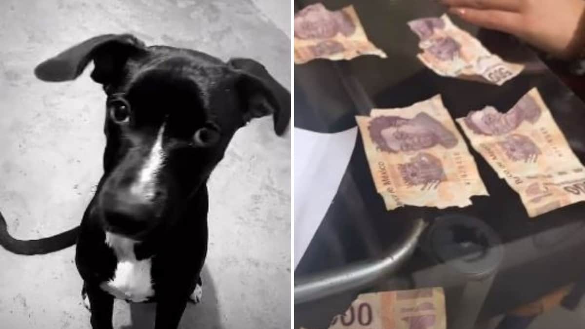 VIDEO: Perro rompe billetes de 500 pesos, la dueña no puede creer el desastre