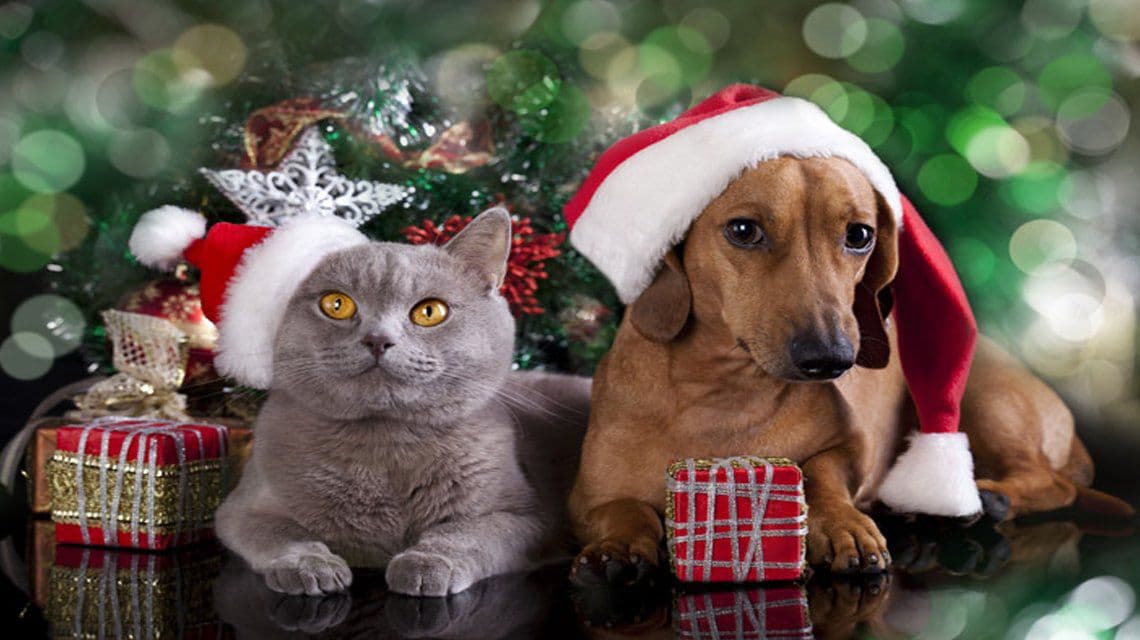 Piden no regalar mascotas en Navidad, cachorritos sufren abandono tras fiestas decembrinas