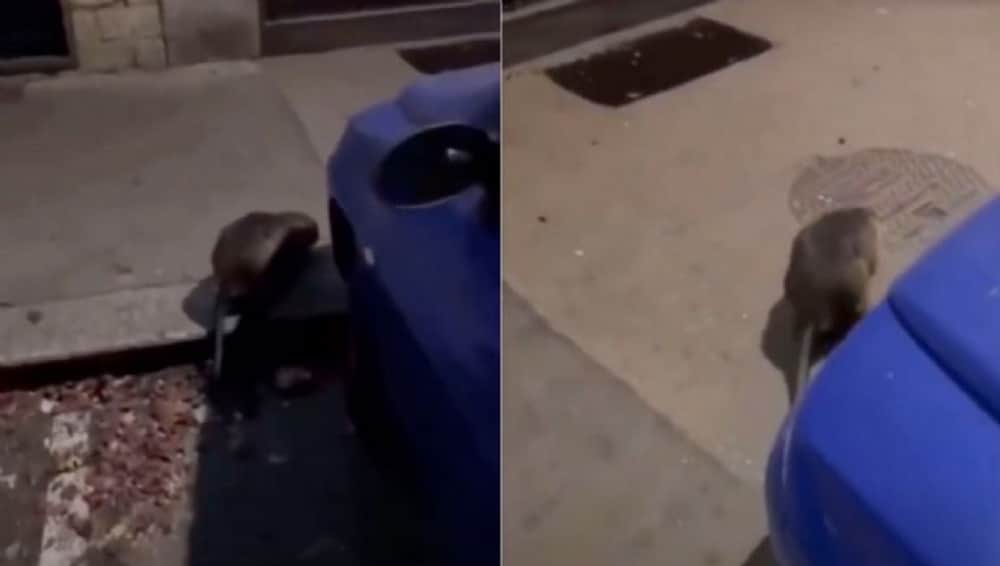 Una rata gigante fue captada en calles de Nueva York