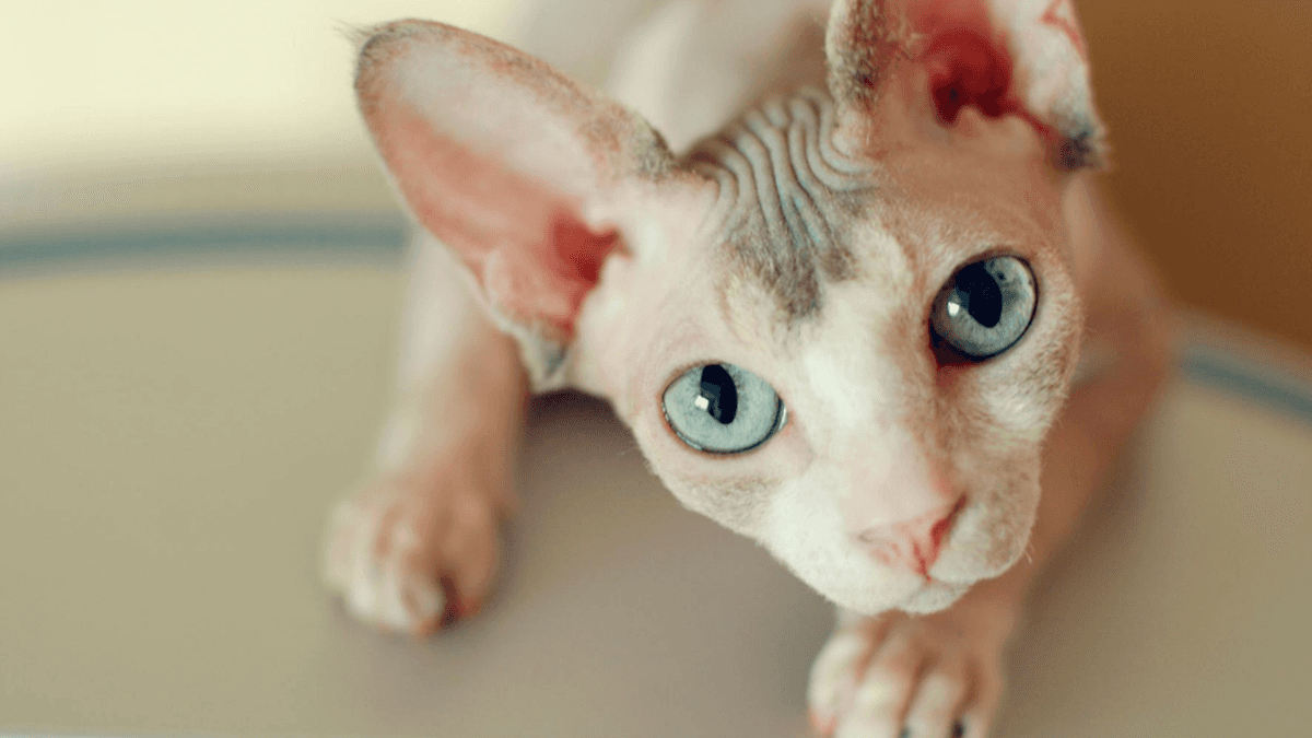 Mujer intenta amamantar a su gato durante un vuelo